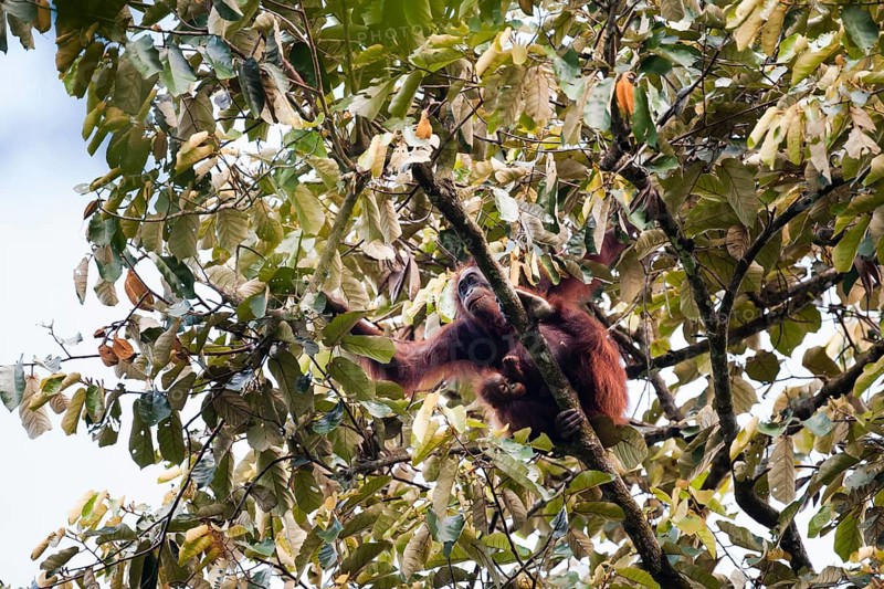 Bornean Orangutan (Pongo pygmaeus)