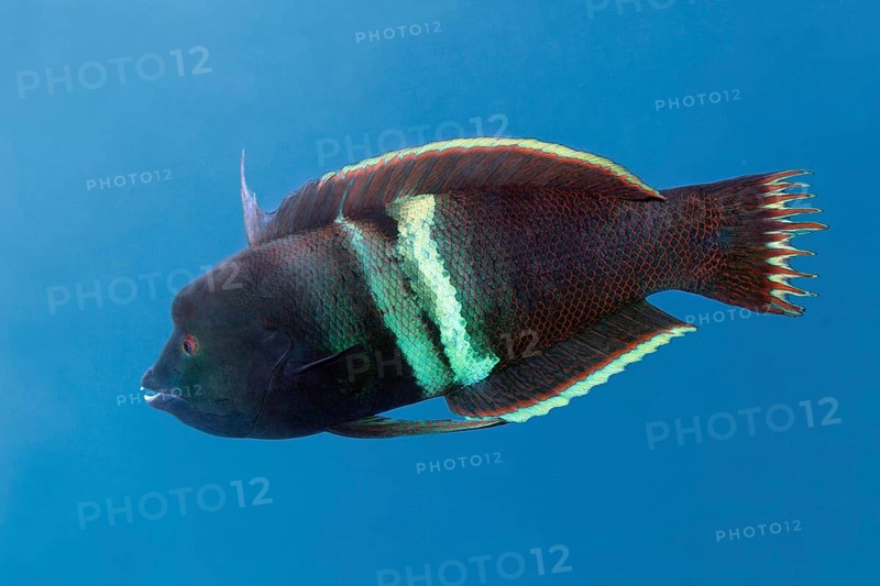 Clown coris (Coris aygula)