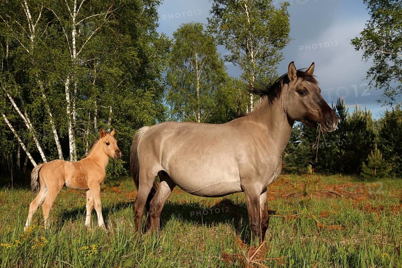 Konik Horses
