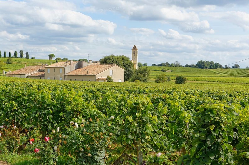 Vineyard Mazerat