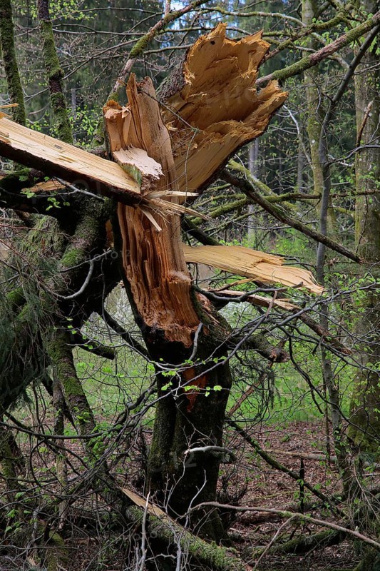 Wind damage