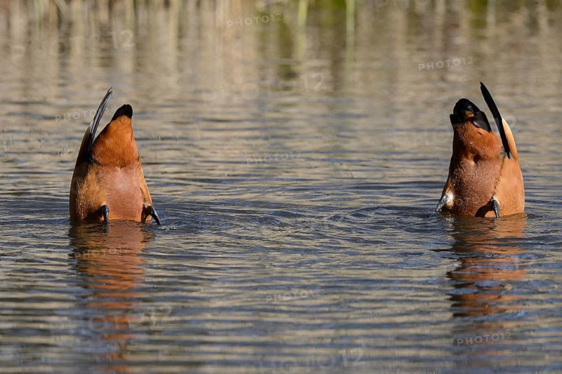 Ruddy Shelducks (Tadorna ferruginea)