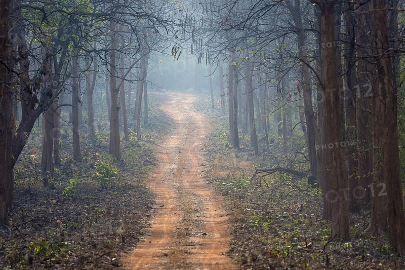 Dusty Forest track in Tadoba National Park
