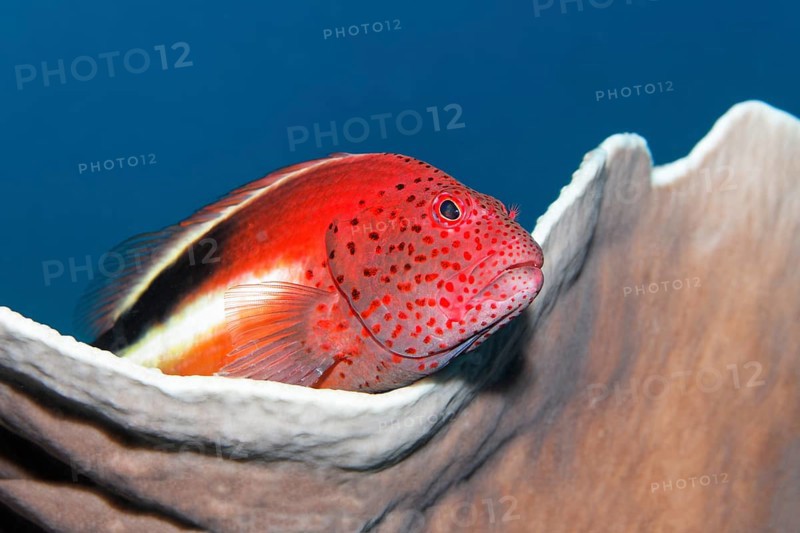 Forster's Hawkfish or Blackside Hawkfish (Paracirrhites forsteri) on a stony coral