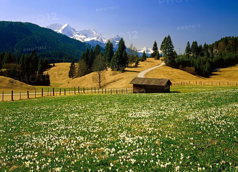 Karwendel Range from the Crocus Meadows