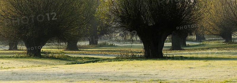 Pollard Willows in the Lower Rhine area