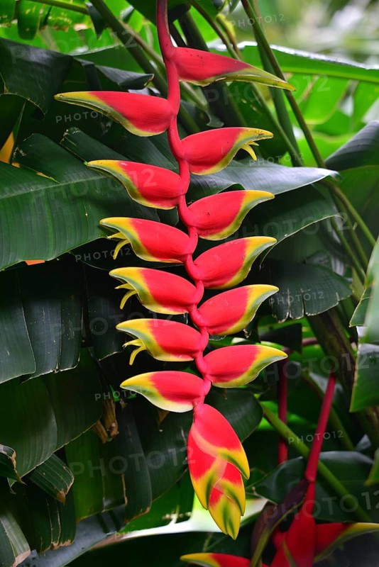 Red Heliconie (Heliconia pendula)
