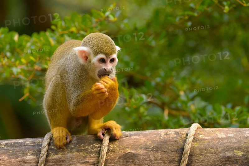 Squirrel Monkey (Saimiri sp.) feeding