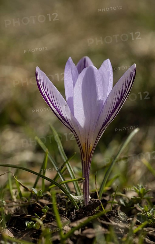 Flowers of the endemic Corsican Crocus (Crocus corsicus)