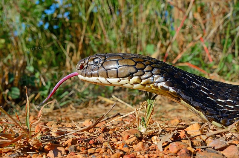 King cobra (Ophiophagus hannah)