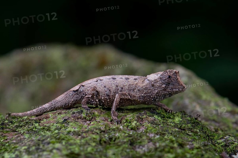 Plated leaf chameleon (Brookesia stumpffi)