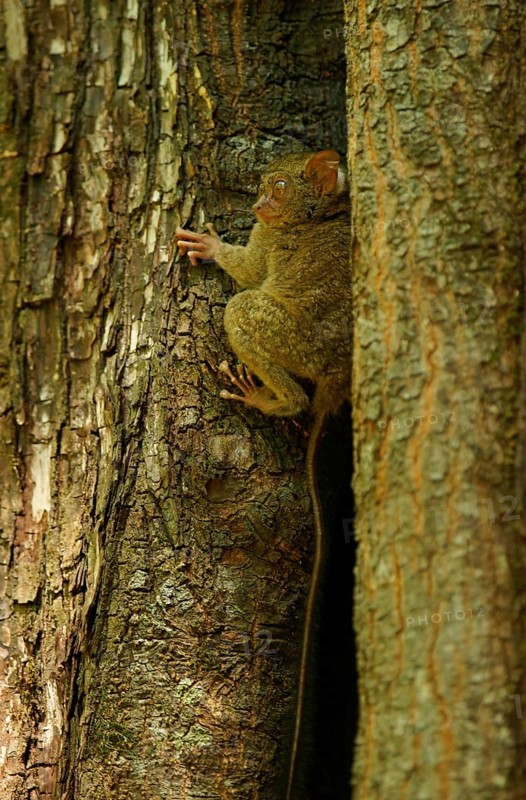 Spectral Tarsier (Tarsius spectrum