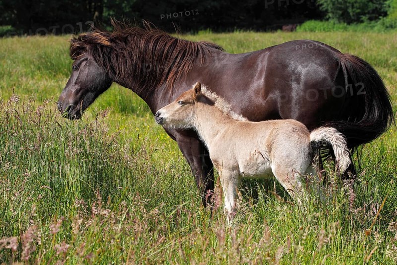 Mare with foal