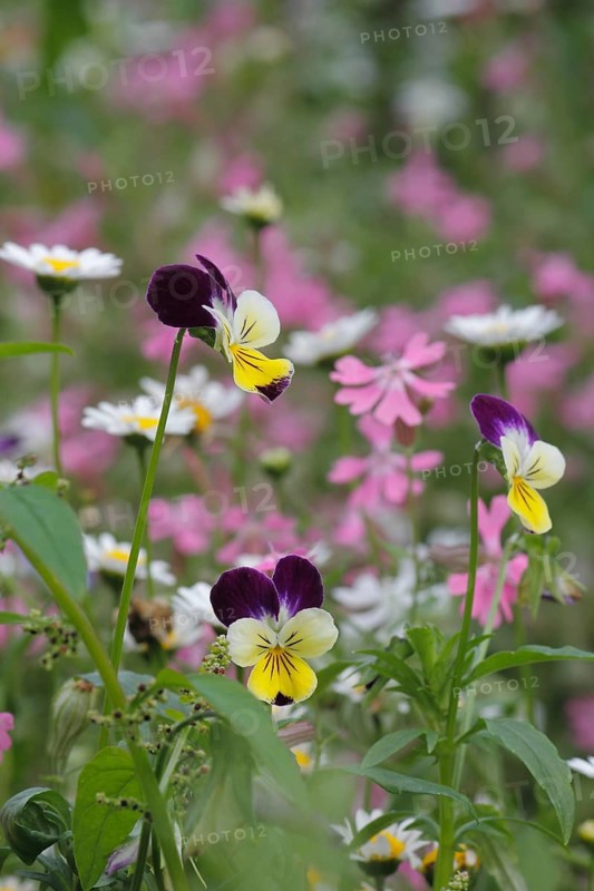 Horned Violet (Viola cornuta)