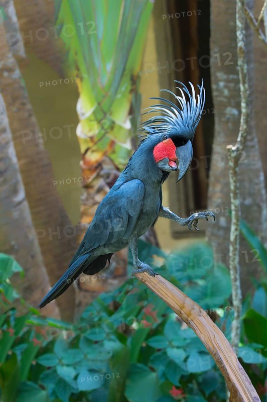 Palm Cockatoo or Great Palm Cockatoo (Probosciger aterrimus)
