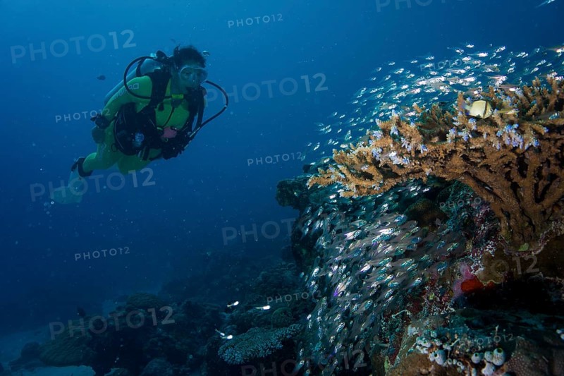 Diver watching a school of Pigmy Sweepers (Parapriacanthus ransonneti)