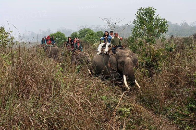 Mahouts and Asian tourists riding elephants in the Chitwan National Park