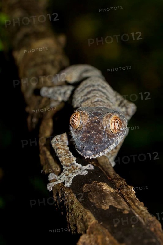 Common Flat-tail Gecko (Uroplatus fimbriatus)