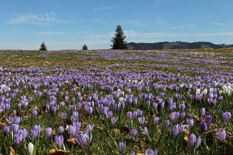 Flowering Crocuses (Crocus albiflorus) at Hundle mountain