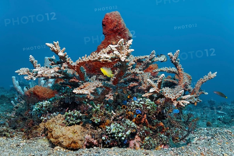 Small coral reef with various corals