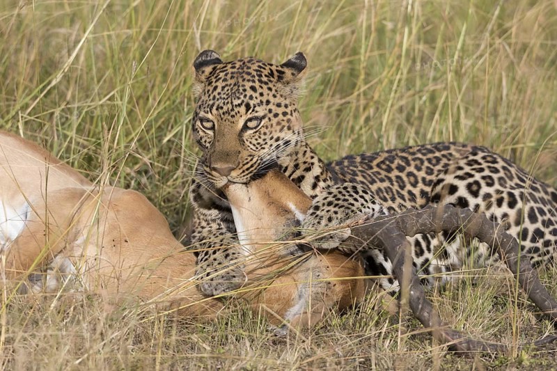 African Leopard (Panthera pardus pardus) adult