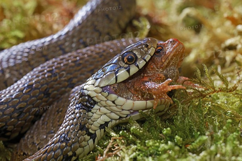 Barred grass snake (Natrix helvetica)