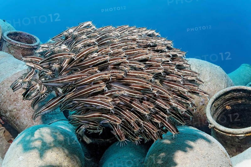 School of Striped eel catfish (Plotosus lineatus) on amphora
