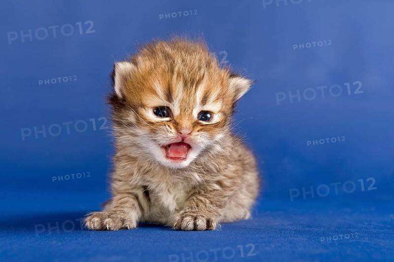 Persian kitten