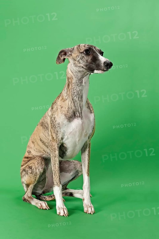 Whippet