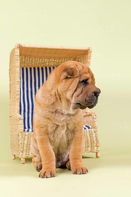 Shar Pei puppy