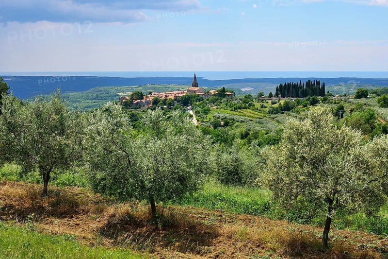 View from an olive grove on the village and the sea