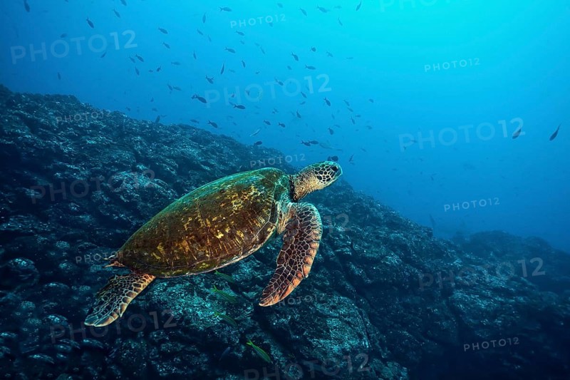 Green sea turtle (Chelonia mydas)