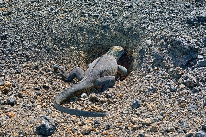 Marine Iguana (Amblyrhynchus cristatus) digging a cave for oviposition