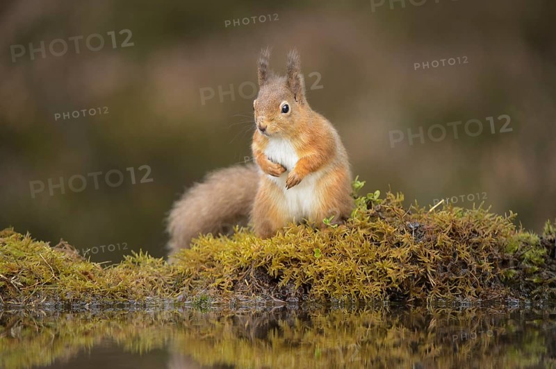 Eurasian Red Squirrel (Sciurus vulgaris) adult