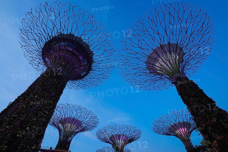 Supertrees