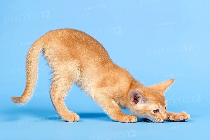 Abyssinian kitten
