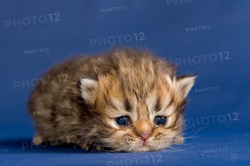 Persian kitten