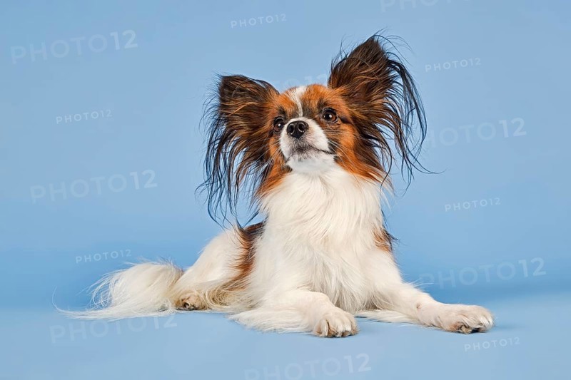 Papillon dog