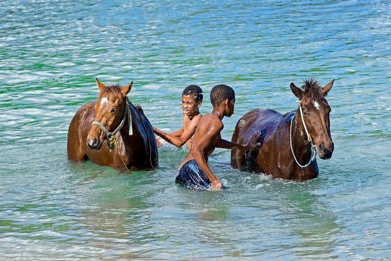 Boys washing horses in the water