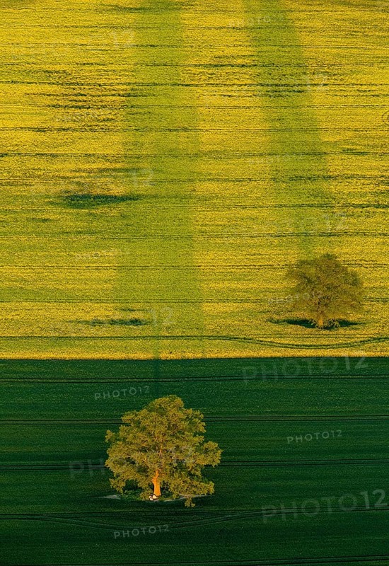Trees in a green field and a flowering rape feed