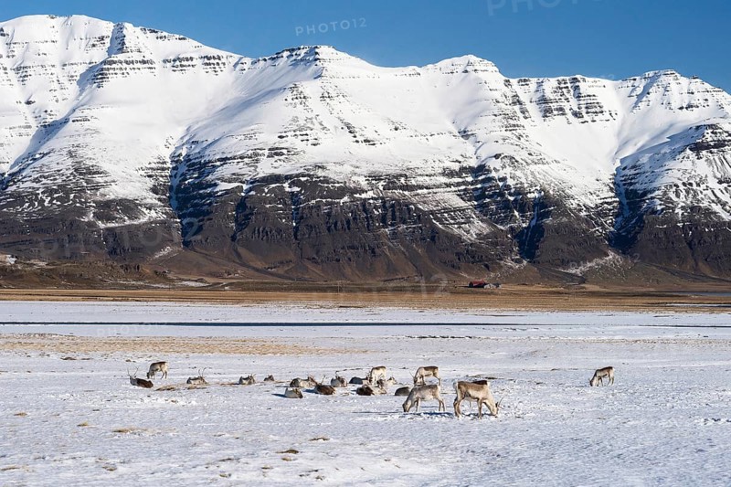 Reindeer (Rangifer tarandus) in front of mountains in winter