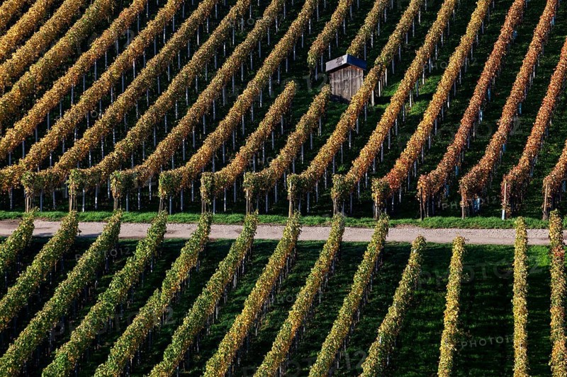 Vineyard in autumn colours