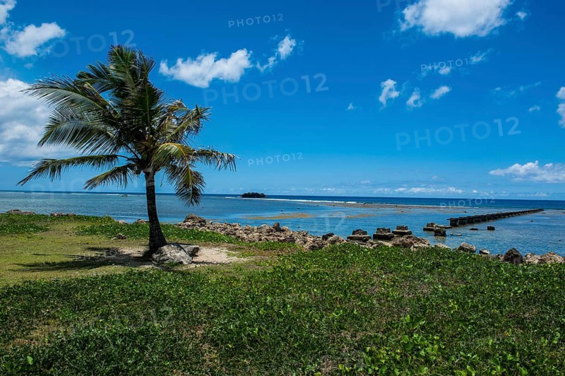 Solitary Palm tree