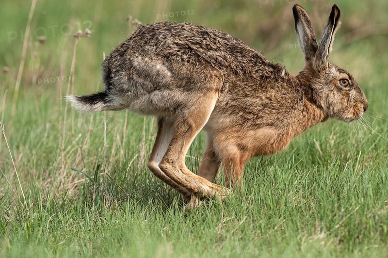 European Hare (Lepus europaeus) on a meadow