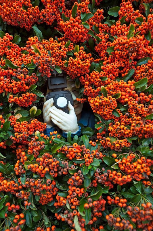 Paparazzi figure with a camera in Firethorn (Pyracantha)