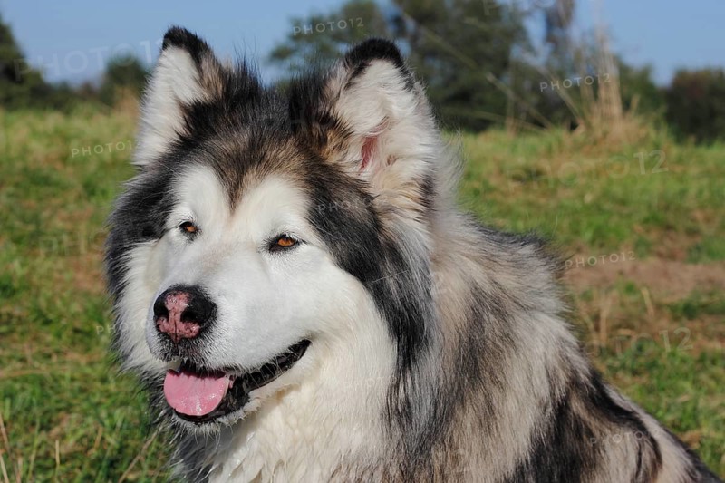 Alaskan Malamute