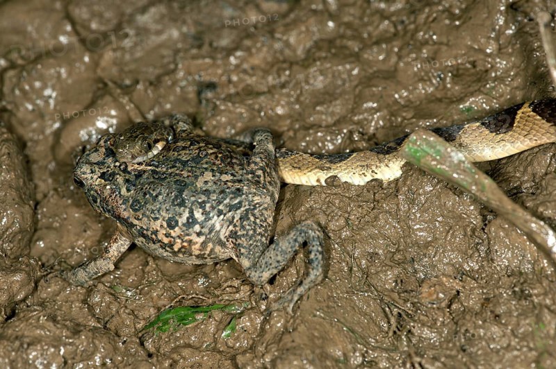 Banded Cat-eyed Snake (Leptodeira annulata) with a Ditch Frog or White-lipped Frog (Leptodactylus) in its mouth