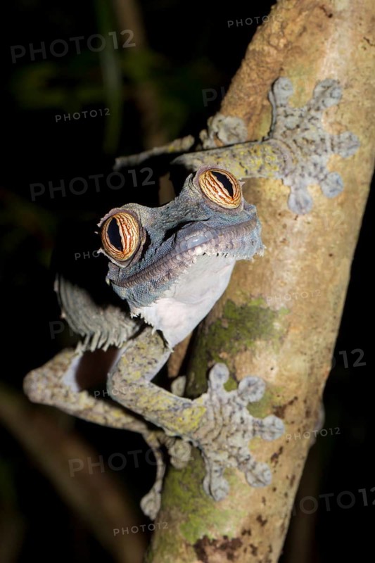 Common Flat-tail Gecko (Uroplatus fimbriatus)