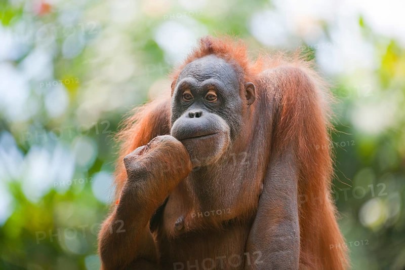 Sumatran Orangutan (Pongo abelii)