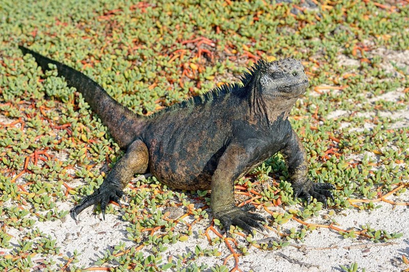 Marine Iguana (Amblyrhynchus cristatus) on Galapagos Carpet Weed (Sesuvium edmonstonei)